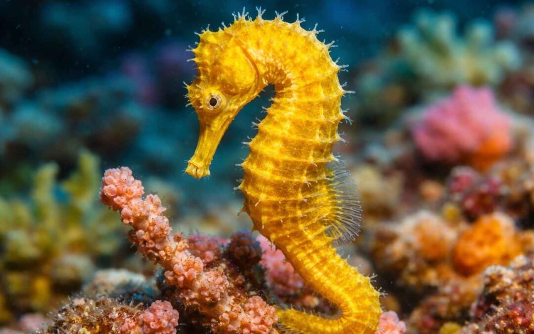 Amed Diving Complete Travel Guide