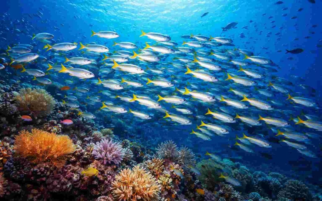 Best Dive Sites In Amed