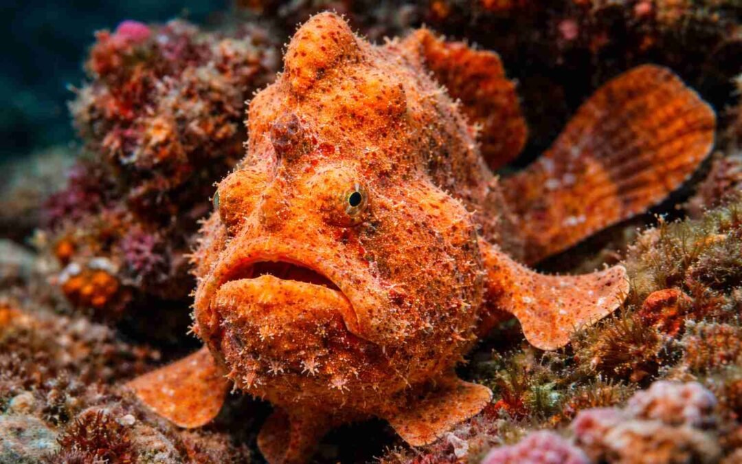 Best Underwater Creatures to Spot in Padang Bai
