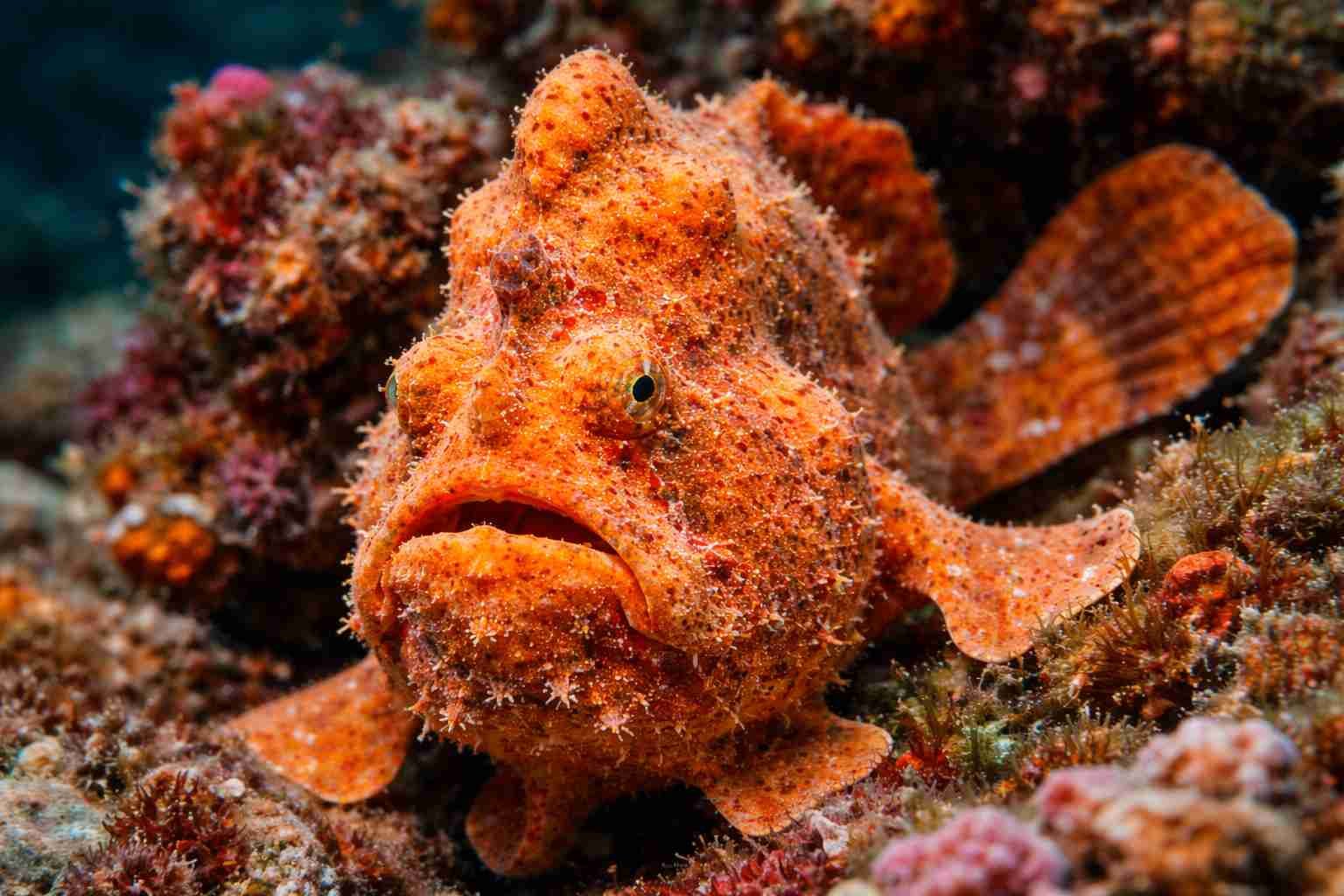 Best Underwater Creatures to Spot in Padang Bai