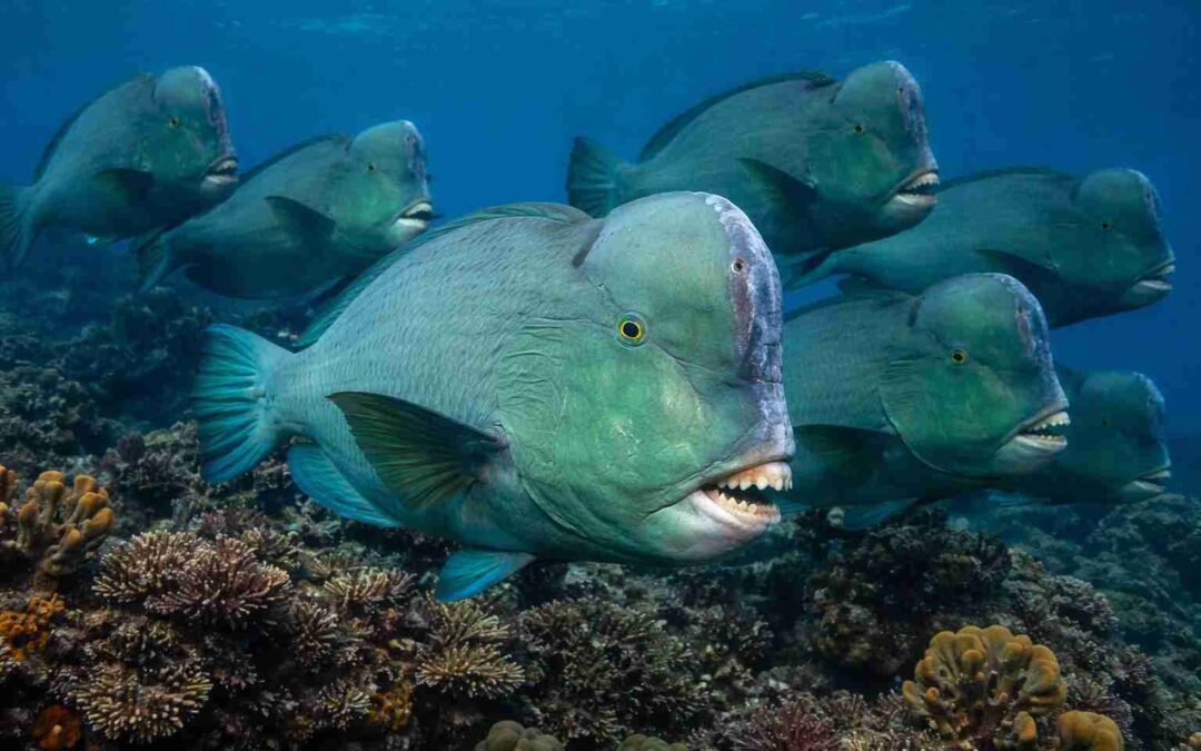 Everything You Need to Know Before Diving the USAT Liberty Wreck