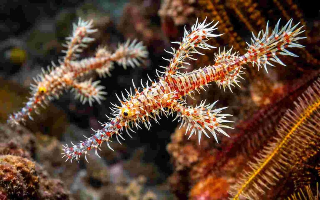 Macro Diving in Tulamben What Creatures Can You See