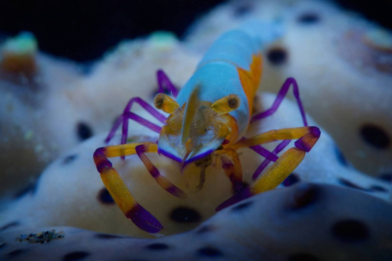 Scuba Diving In Bali Scuba Diving In Bali