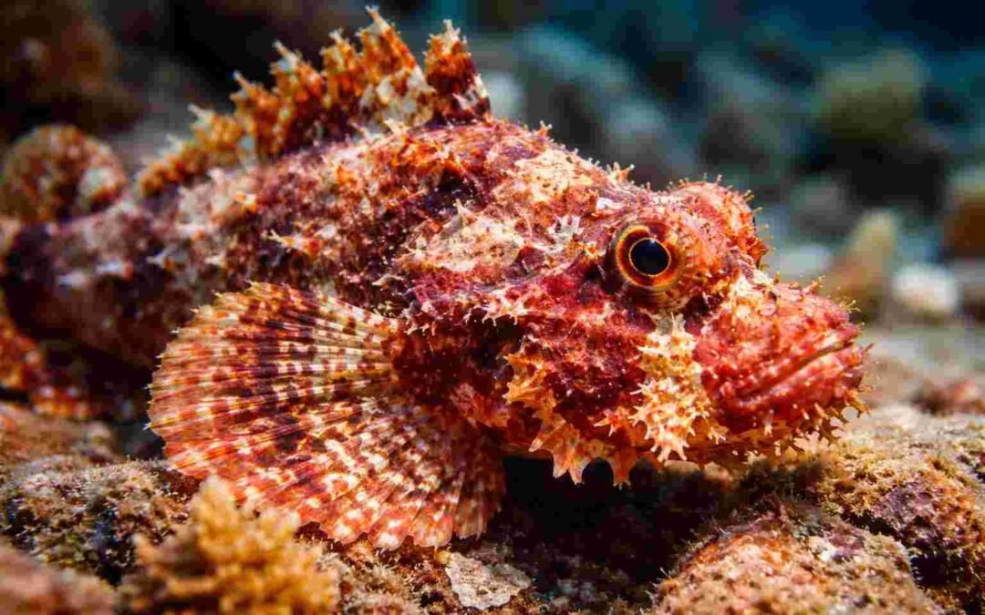 Why Amed Is Perfect for Relaxed Diving