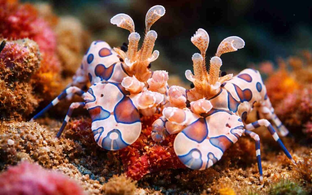 Why Tulamben Is Bali’s Most Famous Diving Spot