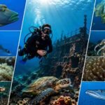 Top 10 Marine Species You’ll See in Tulamben