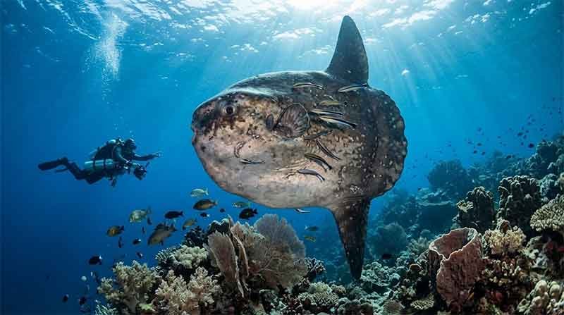 Where to See Mola Mola in Bali