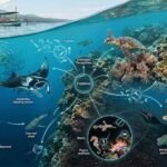 Bali Underwater Ecosystems Explained