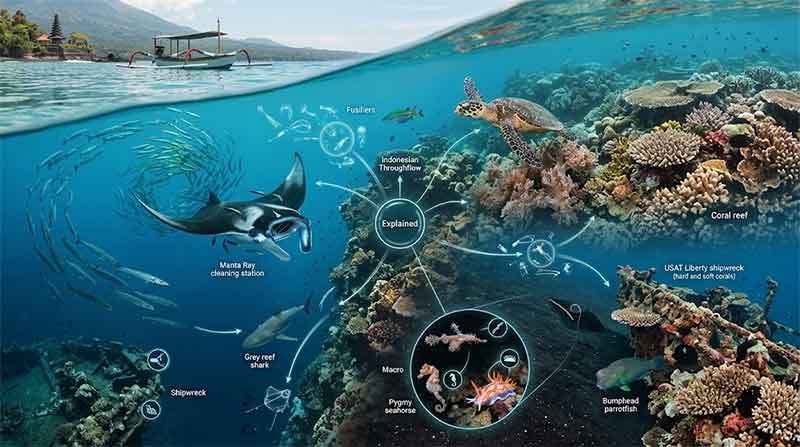Bali Underwater Ecosystems Explained