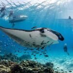 Where to See Manta Rays in Bali