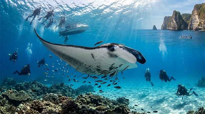 Where to See Manta Rays in Bali
