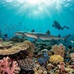 where to see reef sharks in bali