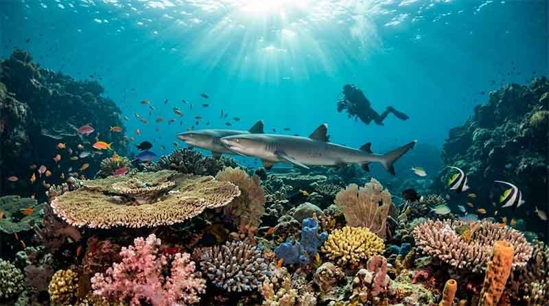 where to see reef sharks in bali